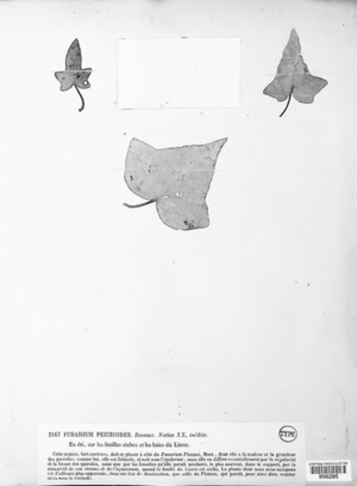 Fusarium pezizoides image